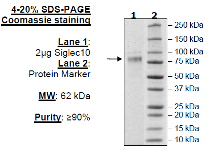 Siglec10, Avi-His-tag Recombinant – Figure 1 of 1