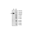 Siglec4, Fc Fusion, Avi-tag, Biotin-labeled Recombinant – Figure 1 of 1