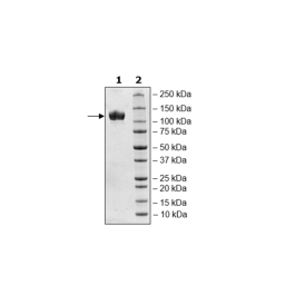 Siglec4, Fc Fusion, Avi-tag, Biotin-labeled Recombinant – Figure 1 of 1