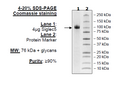Siglec5, Fc Fusion, Avi-tag Recombinant – Figure 1 of 1