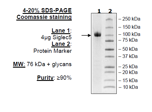 Siglec5, Fc Fusion, Avi-tag Recombinant – Figure 1 of 1