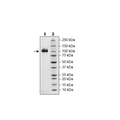 Siglec5, Fc Fusion, Avi-tag, Biotin-labeled Recombinant – Figure 1 of 1