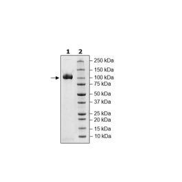 Siglec5, Fc Fusion, Avi-tag, Biotin-labeled Recombinant – Figure 1 of 1