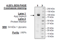 Siglec6, Fc Fusion, Avi-tag Recombinant – Figure 1 of 1