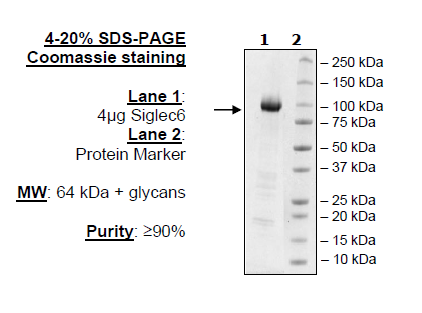 Siglec6, Fc Fusion, Avi-tag Recombinant – Figure 1 of 1