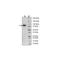 Siglec6, Fc Fusion, Avi-tag, Biotin-labeled Recombinant – Figure 1 of 1