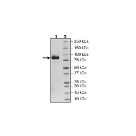 Siglec6, Fc Fusion, Avi-tag, Biotin-labeled Recombinant – Figure 1 of 1