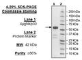 Nkp30, Fc Fusion, Avi-tag Recombinant – Figure 1 of 1