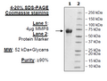 MMP8, His-tag Recombinant – Figure 1 of 2