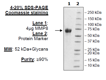 MMP8, His-tag Recombinant – Figure 1 of 2
