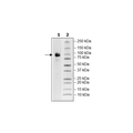 Siglec9, Fc Fusion, Avi-tag Recombinant – Figure 1 of 1