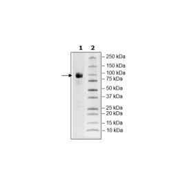Siglec9, Fc Fusion, Avi-tag Recombinant – Figure 1 of 1