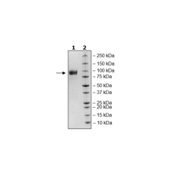 Siglec9, Fc Fusion, Avi-tag, Biotin-labeled Recombinant – Figure 1 of 1