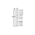 Luciferase, His-Tag (Firefly) Recombinant – Figure 1 of 1