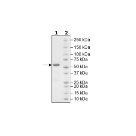 Luciferase, His-Tag (Firefly) Recombinant – Figure 1 of 1