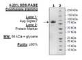 Siglec7, Fc Fusion, Avi-tag Recombinant – Figure 1 of 1