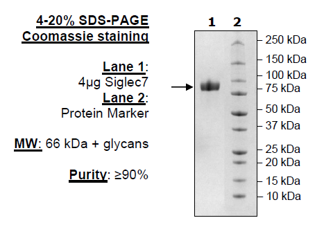 Siglec7, Fc Fusion, Avi-tag Recombinant – Figure 1 of 1