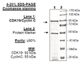 CDK19/Cyclin C, GST-tags Recombinant – Figure 1 of 1