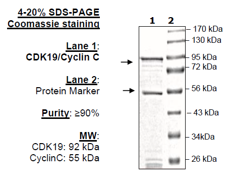 CDK19/Cyclin C, GST-tags Recombinant – Figure 1 of 1