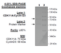 CDK11A/CyclinD3, GST-tags Recombinant – Figure 1 of 1