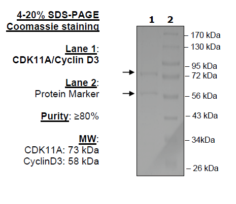 CDK11A/CyclinD3, GST-tags Recombinant – Figure 1 of 1