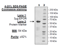 EPOR, Fc fusion, Avi-Tag Recombinant – Figure 1 of 1
