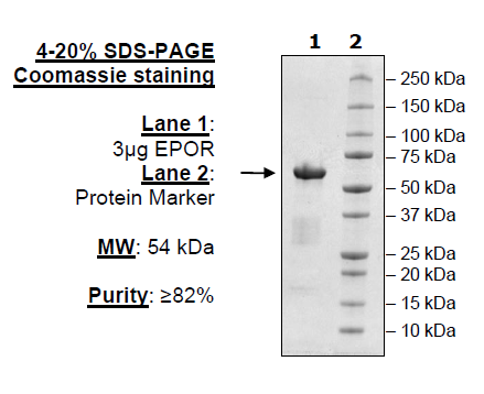 EPOR, Fc fusion, Avi-Tag Recombinant – Figure 1 of 1