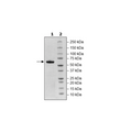 EPOR, Fc fusion, Avi-Tag, Biotin-labeled HiP™ Recombinant – Figure 1 of 2