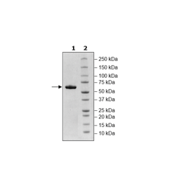EPOR, Fc fusion, Avi-Tag, Biotin-labeled HiP™ Recombinant – Figure 1 of 2