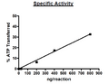 FGFR3 (447-761), His-Avi-Tag, Biotin-labeled Recombinant – Figure 1 of 2