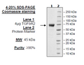 TGFβR2, Fc Fusion, Avi-tag Recombinant – Figure 1 of 1
