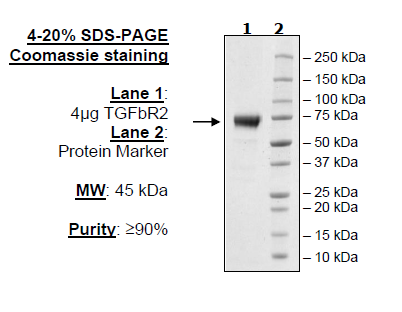 TGFβR2, Fc Fusion, Avi-tag Recombinant – Figure 1 of 1