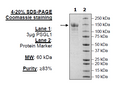 PSGL1 (CD162), Fc Fusion, Avi-tag Recombinant – Figure 1 of 1