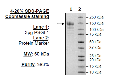 PSGL1 (CD162), Fc Fusion, Avi-tag Recombinant – Figure 1 of 1