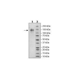 PSGL1 (CD162), Fc Fusion, Avi-tag, Biotin-labeled Recombinant – Figure 1 of 1