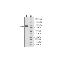 Siglec7, Fc Fusion, Avi-tag, Biotin-labeled Recombinant – Figure 1 of 1