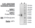 NKG2A, His-Avi-Tag Recombinant – Figure 1 of 1
