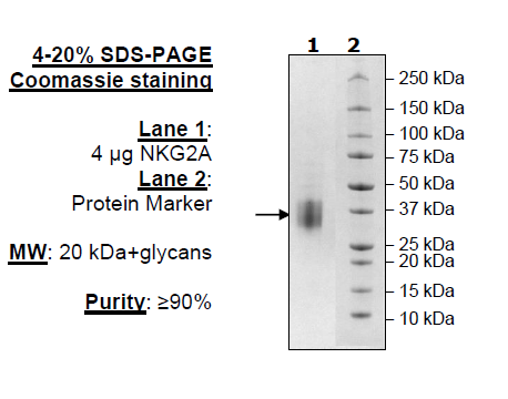 NKG2A, His-Avi-Tag Recombinant – Figure 1 of 1