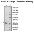 KRAS (G12C), Isoform A, His-Tag, GppNHp-Loaded Recombinant – Figure 1 of 3