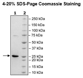 KRAS (G12C), Isoform A, His-Tag, GppNHp-Loaded Recombinant – Figure 1 of 3