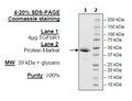 TGFβR1, Fc fusion, Avi-Tag Recombinant – Figure 1 of 1