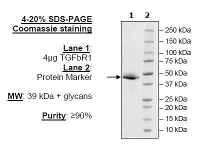 TGFβR1, Fc fusion, Avi-Tag Recombinant – Figure 1 of 1