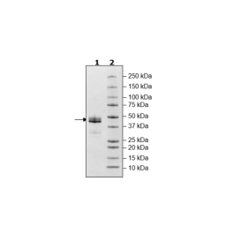 TGFβR1, Fc Fusion (IgG1) Avi-Tag, Biotin Labeled Recombinant – Figure 1 of 1