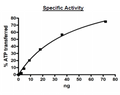 DYRK1B, GST-tag Recombinant – Figure 1 of 2