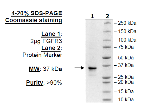 FGFR3 (V555F), His-Tag (Dephosphorylated) Recombinant – Figure 1 of 1