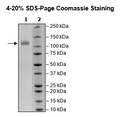Siglec11, Fc Fusion, Avi-Tag Recombinant – Figure 1 of 1