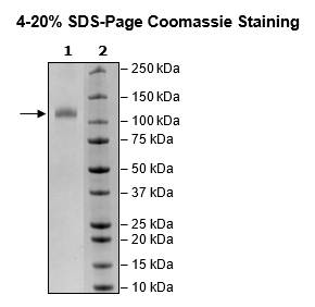Siglec11, Fc Fusion, Avi-Tag Recombinant – Figure 1 of 1