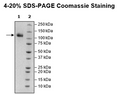 Siglec11, Fc-Fusion (lgG1), Avi-Tag, Biotin-Labeled Recombinant – Figure 1 of 2