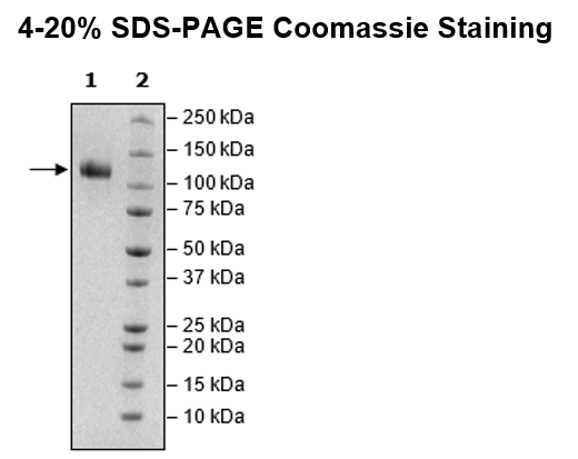 Siglec11, Fc-Fusion (lgG1), Avi-Tag, Biotin-Labeled Recombinant – Figure 1 of 2