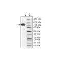 ACE2, His-Avi-Tag, Biotin-labeled HiP™ Recombinant – Figure 1 of 3